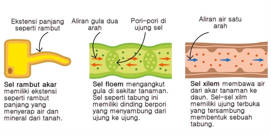 Detail Gambar Sel Dauh Nomer 47