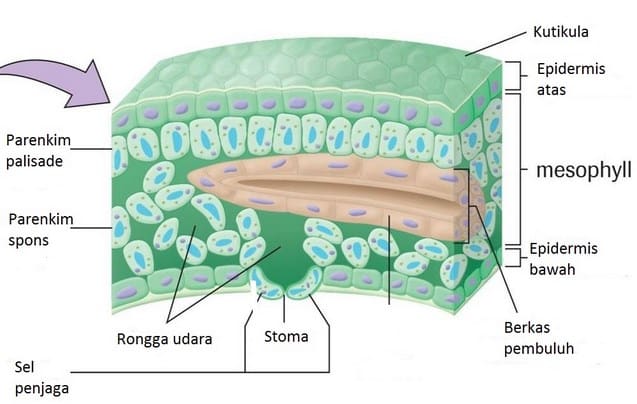 Detail Gambar Sel Daun Nomer 14