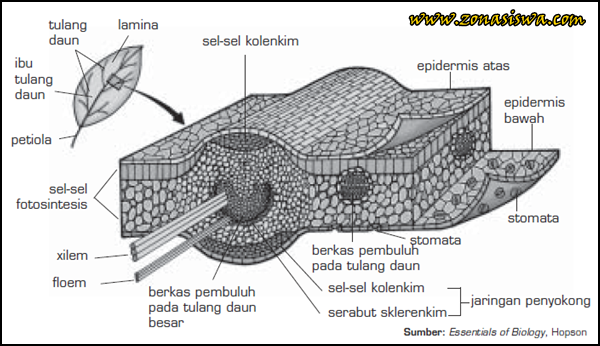 Detail Gambar Sel Daun Nomer 32