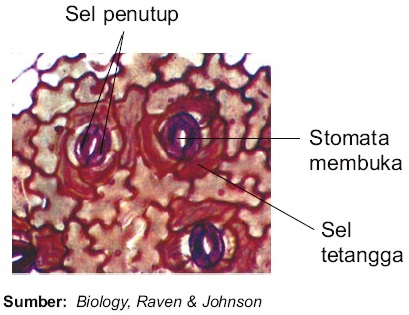 Detail Gambar Sel Daun Nomer 40