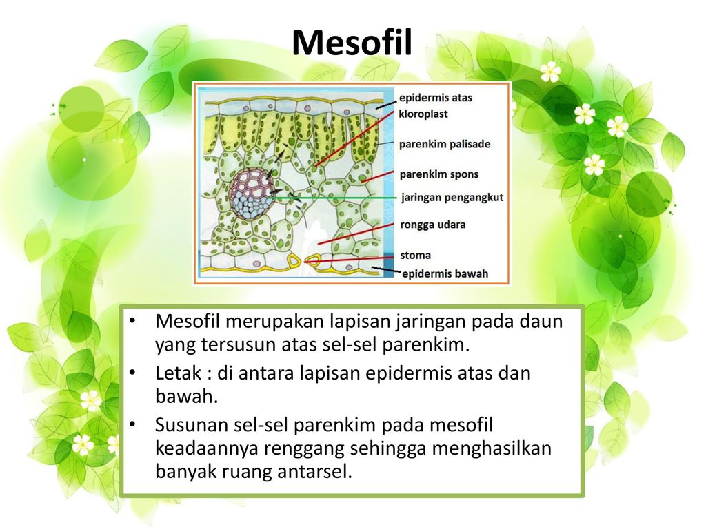 Detail Gambar Sel Daun Nomer 41