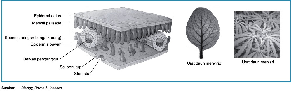 Detail Gambar Sel Daun Nomer 42