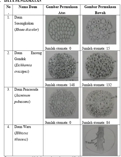 Detail Gambar Sel Daun Hitam Putih Nomer 8