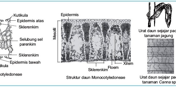 Detail Gambar Sel Daun Hitam Putih Nomer 9