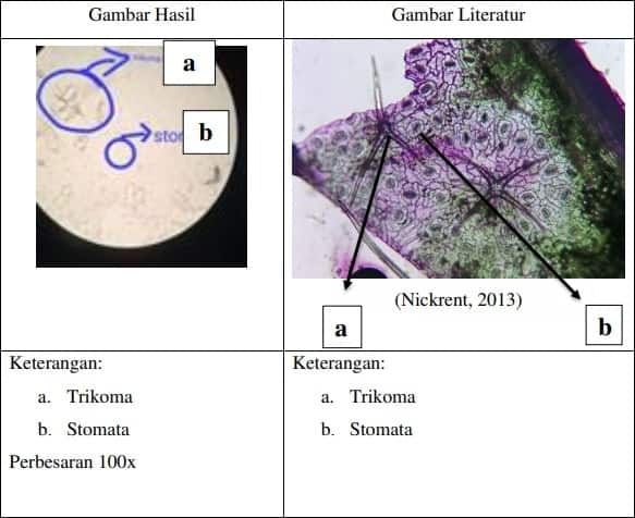 Detail Gambar Sel Daun Rhoeo Discolor Nomer 23