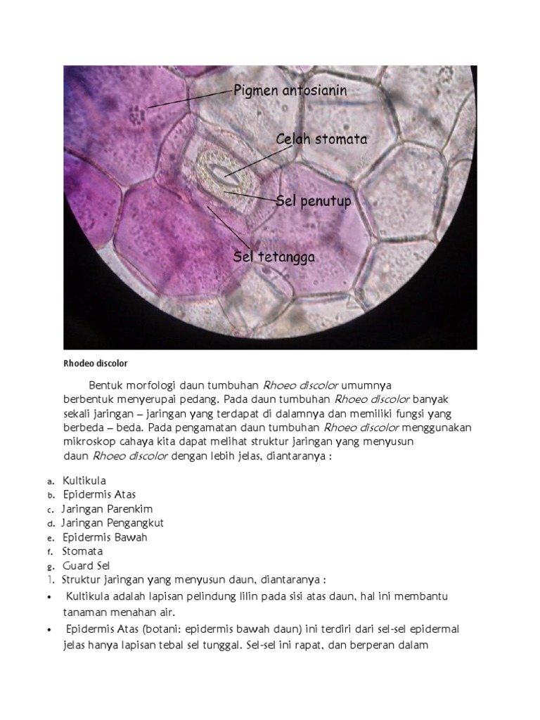 Detail Gambar Sel Daun Rhoeo Discolor Nomer 5