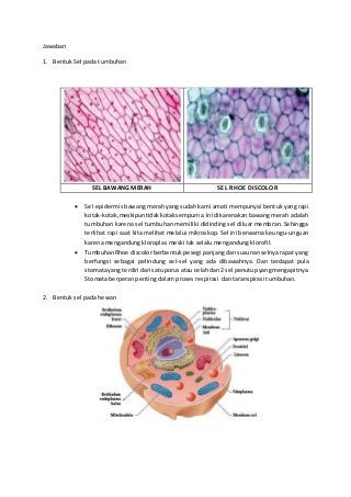 Detail Gambar Sel Daun Rhoeo Discolor Nomer 41