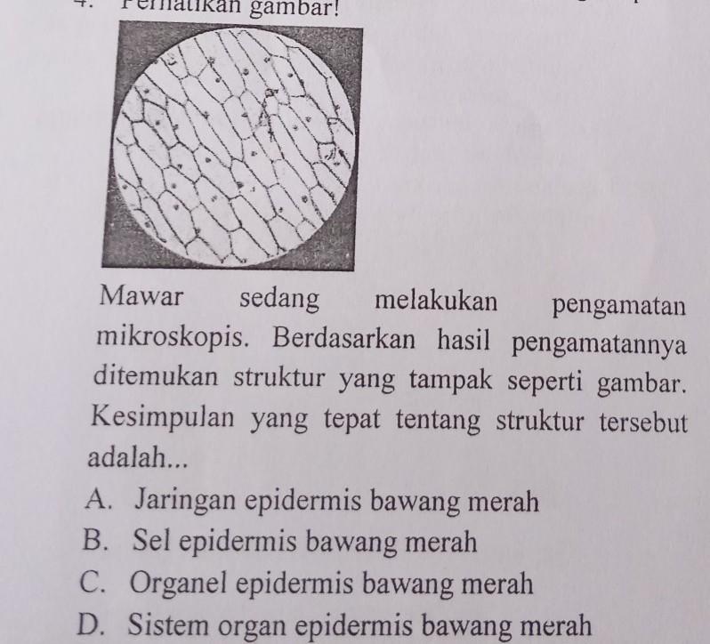 Detail Gambar Sel Epidermis Bawang Merah Nomer 12