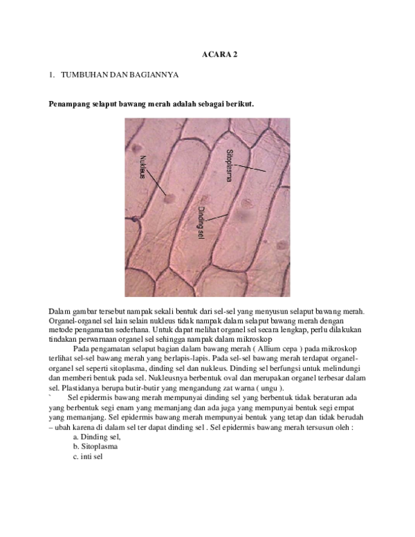 Detail Gambar Sel Epidermis Bawang Merah Nomer 14