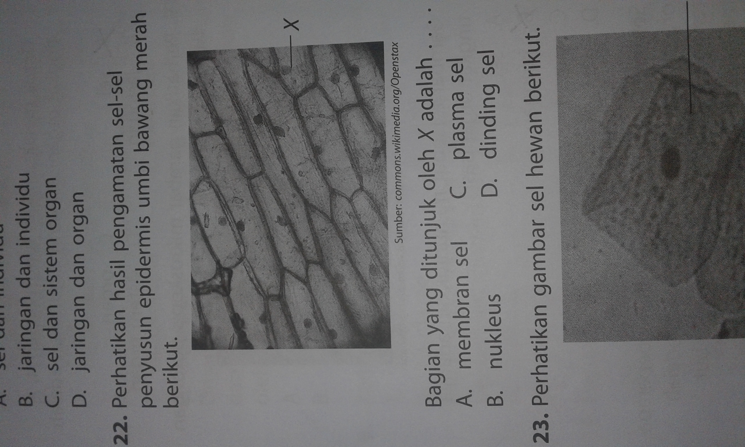 Detail Gambar Sel Epidermis Bawang Merah Nomer 42