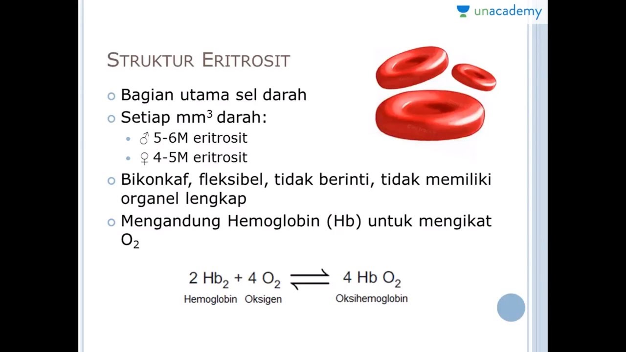 Detail Gambar Sel Eritrosit Nomer 39