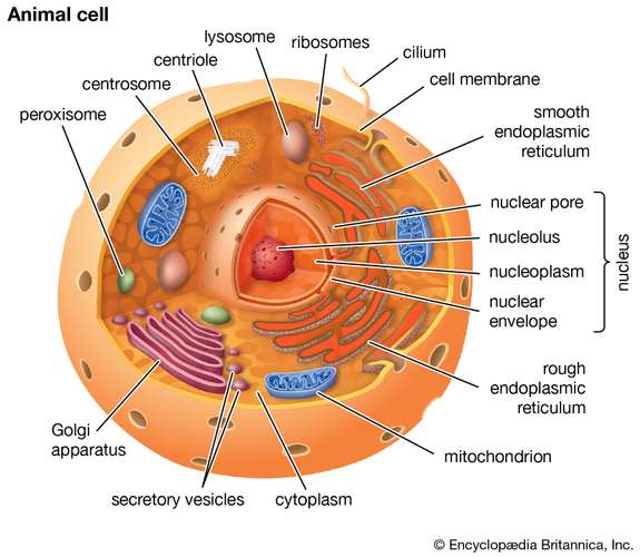 Detail Gambar Sel Eukariotik Nomer 2