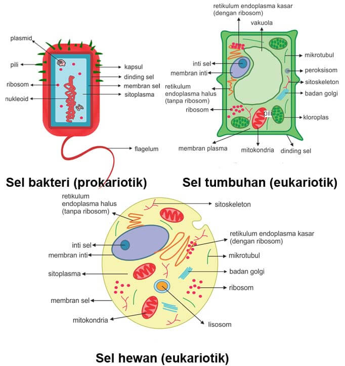 Detail Gambar Sel Eukariotik Nomer 17