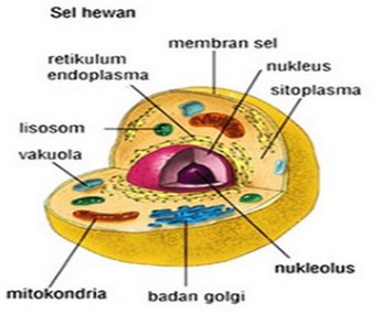 Detail Gambar Sel Eukariotik Nomer 22
