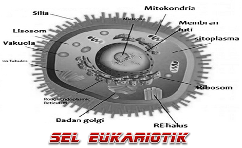 Detail Gambar Sel Eukariotik Nomer 35