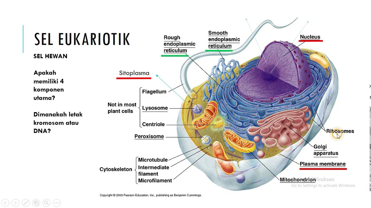 Detail Gambar Sel Eukariotik Nomer 39