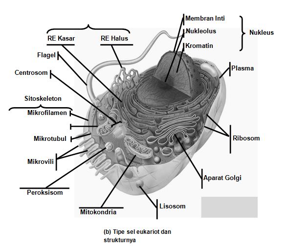 Detail Gambar Sel Eukariotik Nomer 44