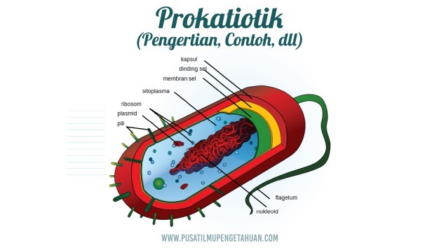 Detail Gambar Sel Eukariotik Nomer 46