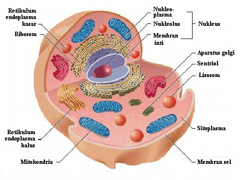 Detail Gambar Sel Eukariotik Nomer 4