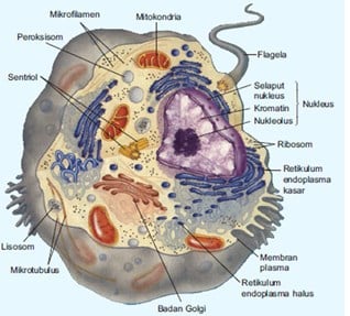 Detail Gambar Sel Eukariotik Nomer 51