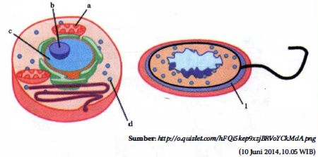 Detail Gambar Sel Eukariotik Nomer 53