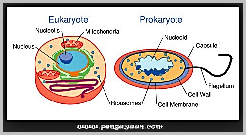 Detail Gambar Sel Eukariotik Dan Prokariotik Nomer 14