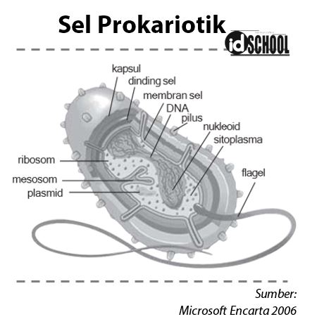 Detail Gambar Sel Eukariotik Dan Prokariotik Nomer 15