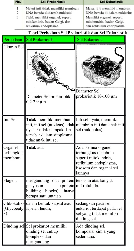 Detail Gambar Sel Eukariotik Dan Prokariotik Nomer 23