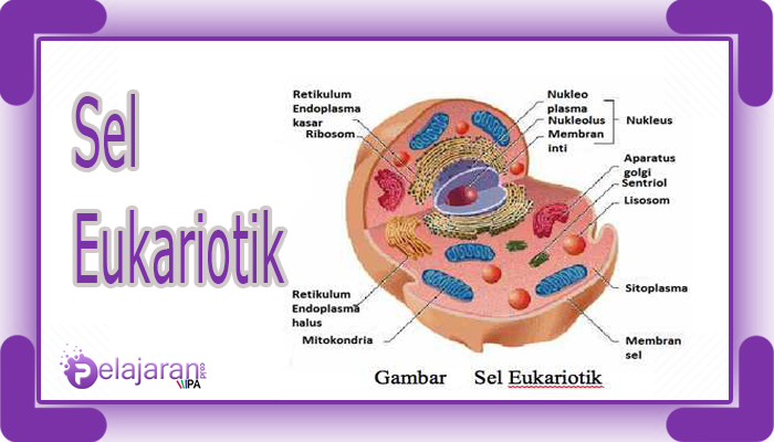 Detail Gambar Sel Eukariotik Dan Prokariotik Nomer 25