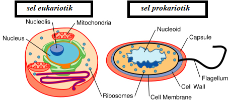 Detail Gambar Sel Eukariotik Dan Prokariotik Nomer 27