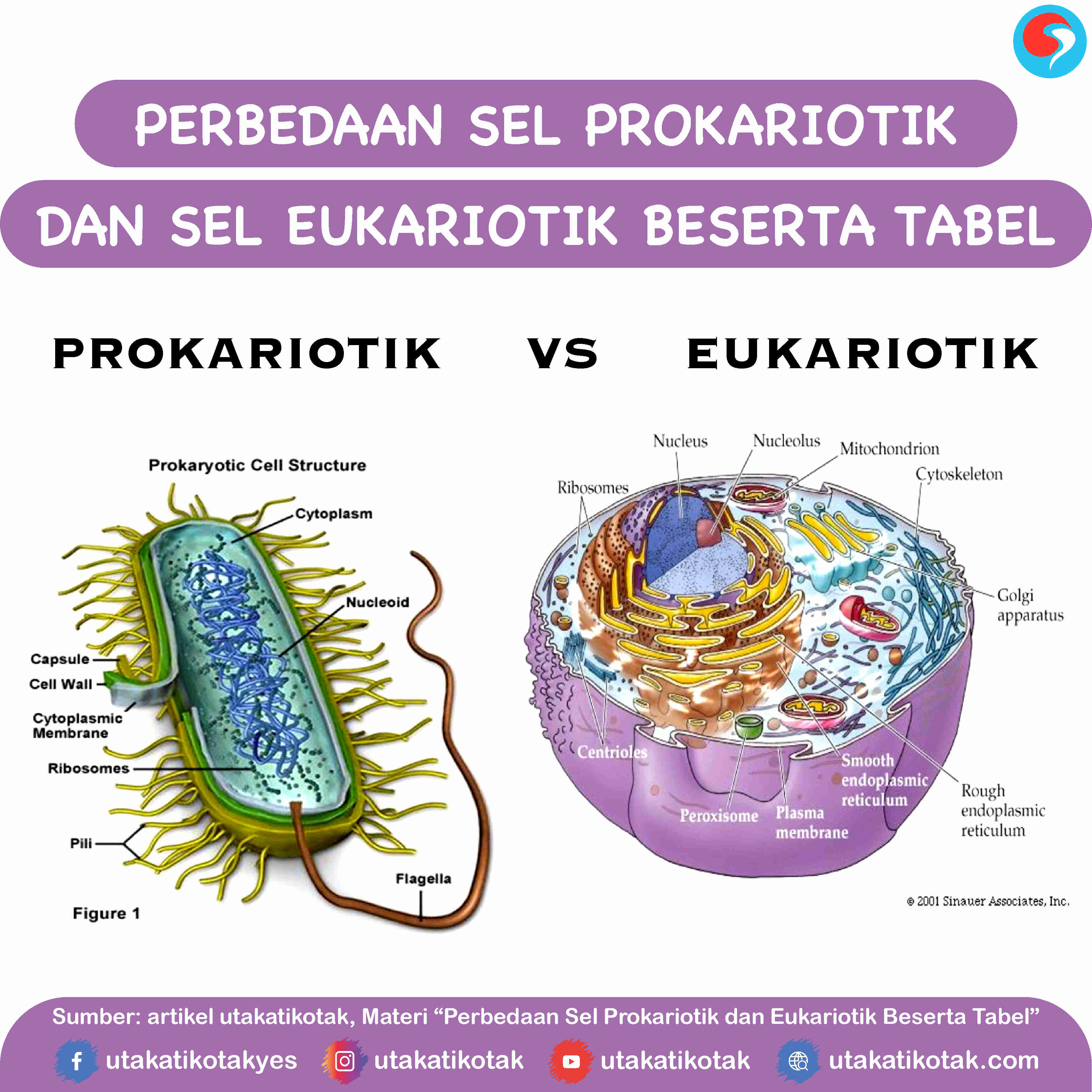 Detail Gambar Sel Eukariotik Dan Prokariotik Nomer 5
