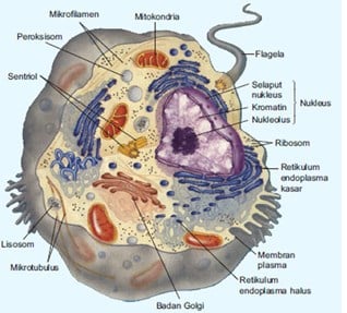 Detail Gambar Sel Eukariotik Dan Prokariotik Nomer 45