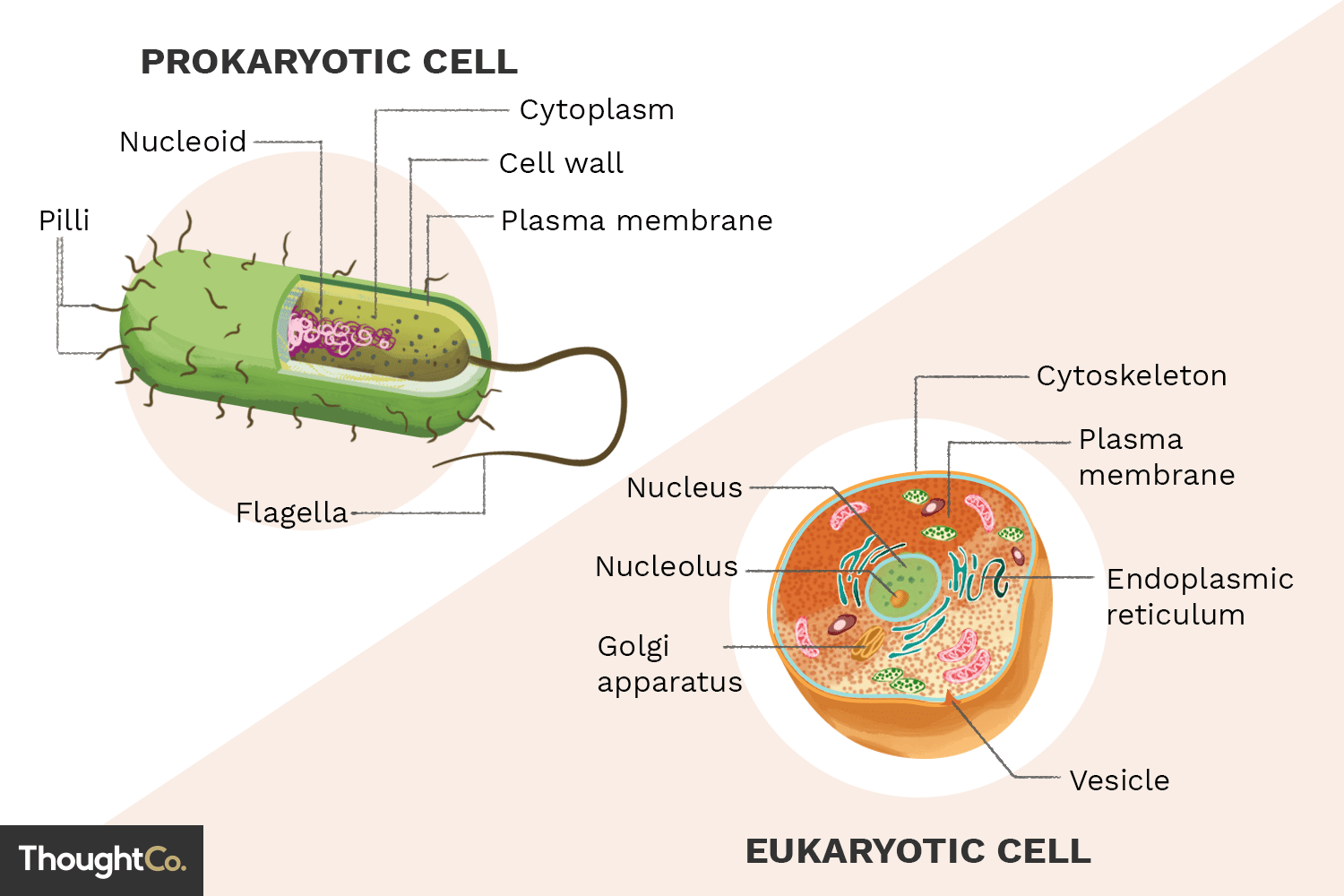 Detail Gambar Sel Eukariotik Dan Prokariotik Nomer 46