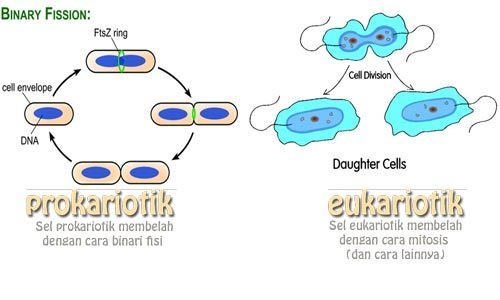 Detail Gambar Sel Eukariotik Dan Prokariotik Nomer 47