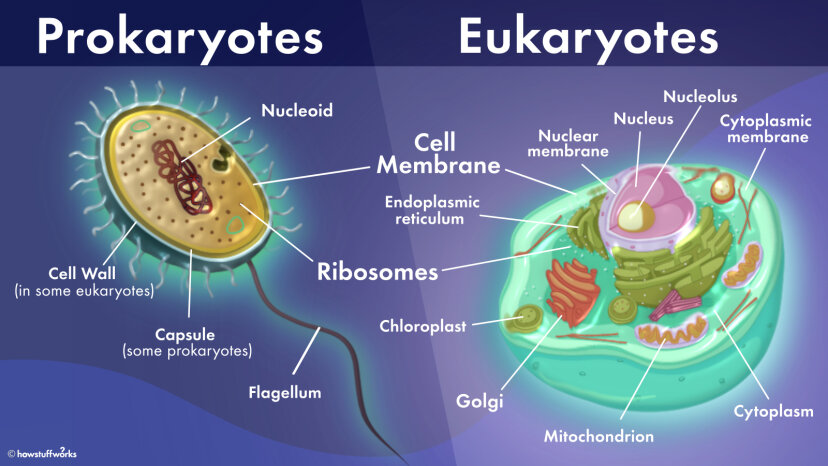 Detail Gambar Sel Eukariotik Dan Prokariotik Nomer 48
