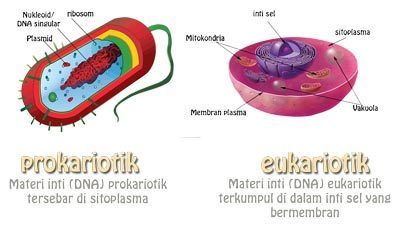 Detail Gambar Sel Eukariotik Dan Prokariotik Lengkap Nomer 12