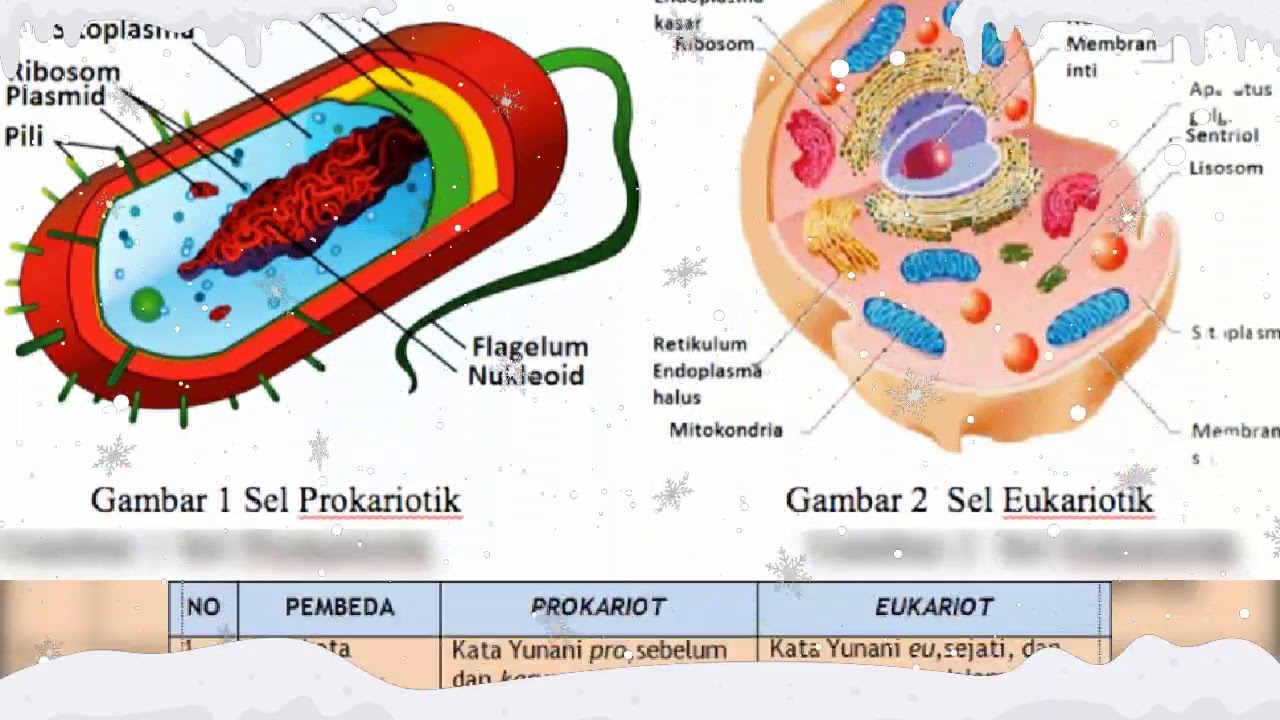 Detail Gambar Sel Eukariotik Dan Prokariotik Lengkap Nomer 13