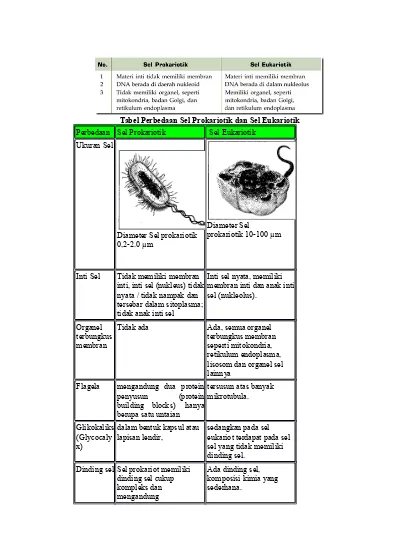 Detail Gambar Sel Eukariotik Dan Prokariotik Lengkap Nomer 25