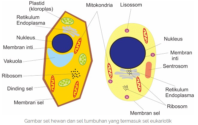 Detail Gambar Sel Eukariotik Dan Prokariotik Lengkap Nomer 34