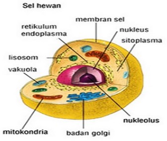 Detail Gambar Sel Eukariotik Dan Prokariotik Lengkap Nomer 35