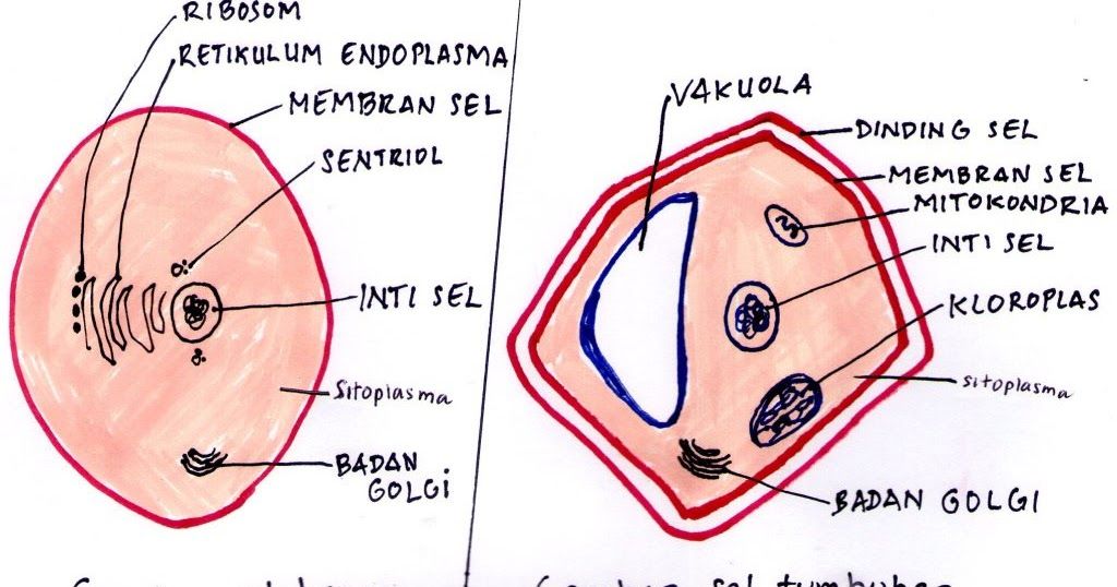 Detail Gambar Sel Eukariotik Dan Prokariotik Lengkap Nomer 40