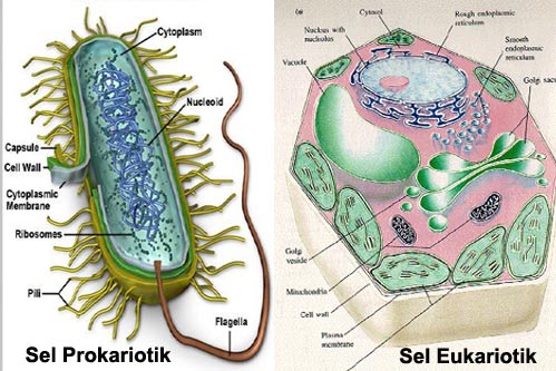 Detail Gambar Sel Eukariotik Dan Prokariotik Lengkap Nomer 4