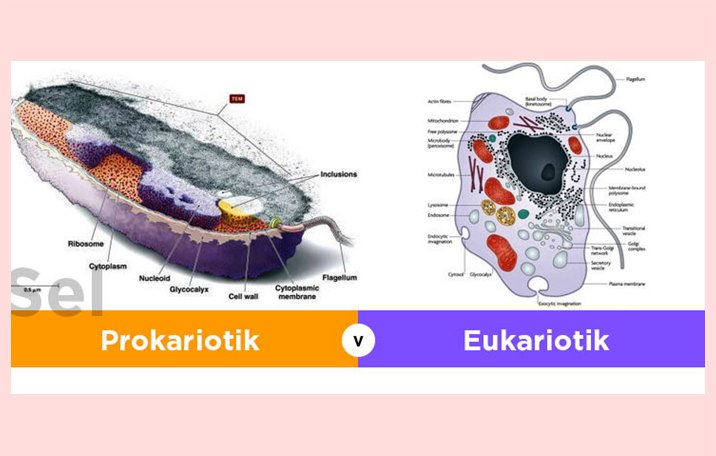 Detail Gambar Sel Eukariotik Dan Prokariotik Lengkap Nomer 45