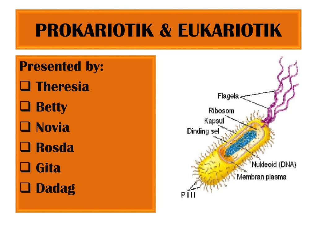 Detail Gambar Sel Eukariotik Dan Prokariotik Lengkap Nomer 47