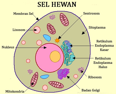 Detail Gambar Sel Eukariotik Hewan Nomer 13