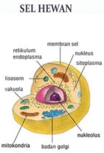 Detail Gambar Sel Eukariotik Hewan Nomer 34