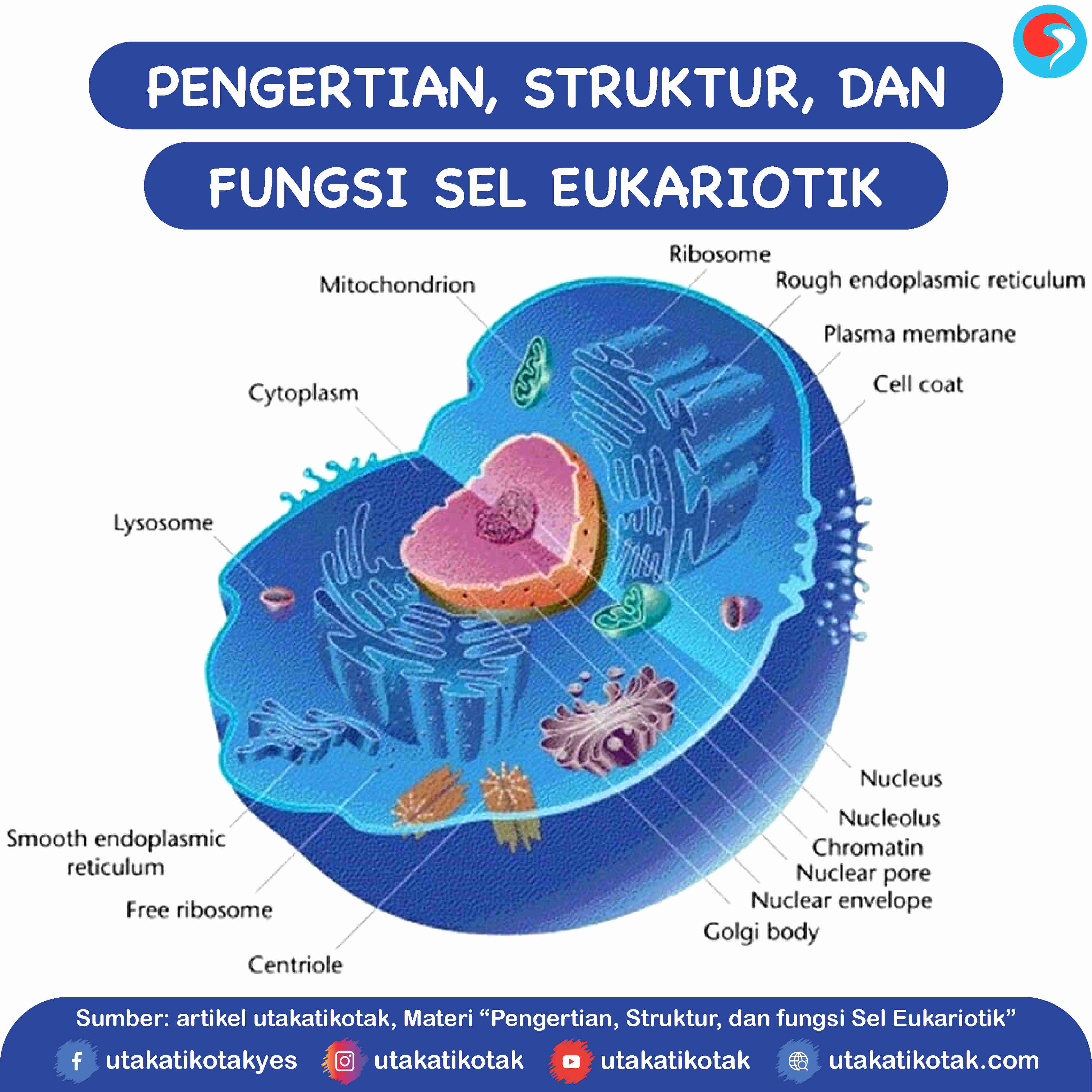 Detail Gambar Sel Eukariotik Hewan Nomer 40