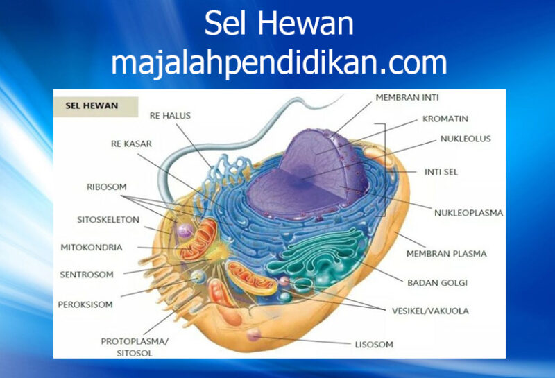 Detail Gambar Sel Eukariotik Hewan Nomer 42