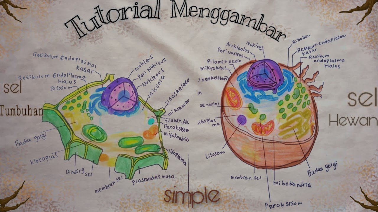 Detail Gambar Sel Eukariotik Hewan Nomer 43