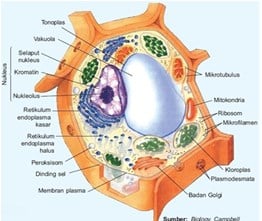 Detail Gambar Sel Eukariotik Hewan Nomer 44